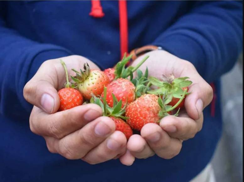 В этом году садовая земляника уже порадовала нас своим урожаем. Однако пока что собирают только ягоды с ремонтантных сортов, а остальные кусты активно наращивают розетки и готовятся к следующему году. Поэтому очень важно продолжать ухаживать за грядками до глубокой осени.