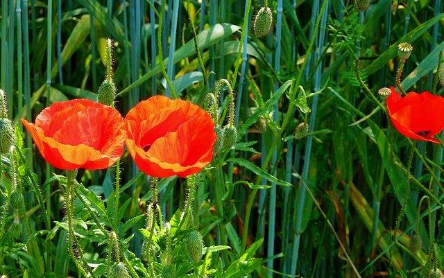 Восточно-славянские погодные приметы и бытовые поверья на среду, 17 июля 2024 года, берут свое начало от старинного праздника — Андрей Налива, известного также как Марфа в некоторых районах. В этот день православные вспоминают преподобную Марфу, матерь преподобного Симеона Дивногорца, а также трех святых с именем Андрей.