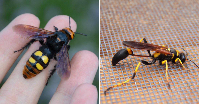 В июле текущего года в Москве и Подмосковье стали заметны необычные явления природы, вызванные жаркой погодой. Как сообщил известный энтомолог Роман Хряпин 18 июля, из-за повышенных температур появились южные виды ос и ядовитые пауки в данном регионе.